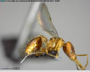  ( - YB-BCI156875)  @12 [ ] CreativeCommons - Attribution (2017) Yves Basset Smithsonian Tropical Research Institute