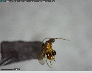  ( - YB-BCI142557)  @11 [ ] CreativeCommons - Attribution (2017) Yves Basset Smithsonian Tropical Research Institute