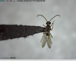  ( - YB-BCI152589)  @12 [ ] CreativeCommons - Attribution (2017) Yves Basset Smithsonian Tropical Research Institute