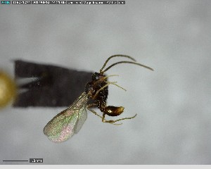  ( - YB-BCI152589)  @12 [ ] CreativeCommons - Attribution (2017) Yves Basset Smithsonian Tropical Research Institute