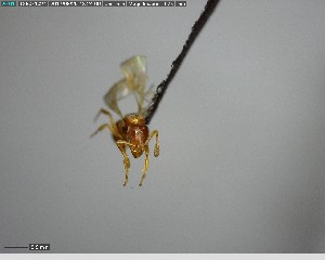  ( - YB-BCI140773)  @12 [ ] CreativeCommons - Attribution (2017) Yves Basset Smithsonian Tropical Research Institute