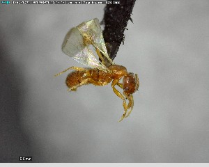  ( - YB-BCI140773)  @12 [ ] CreativeCommons - Attribution (2017) Yves Basset Smithsonian Tropical Research Institute