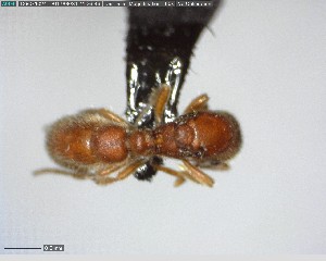  ( - YB-BCI73125)  @12 [ ] CreativeCommons - Attribution (2017) Yves Basset Smithsonian Tropical Research Institute