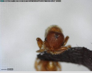  ( - YB-BCI73125)  @12 [ ] CreativeCommons - Attribution (2017) Yves Basset Smithsonian Tropical Research Institute