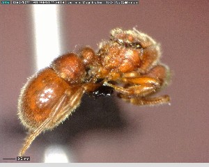  ( - YB-BCI73125)  @12 [ ] CreativeCommons - Attribution (2017) Yves Basset Smithsonian Tropical Research Institute