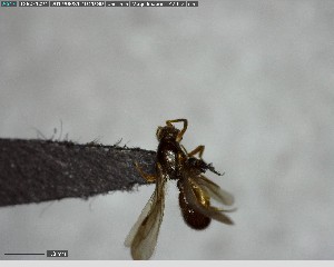  ( - YB-BCI123636)  @12 [ ] CreativeCommons - Attribution (2017) Yves Basset Smithsonian Tropical Research Institute