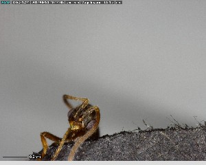  ( - YB-BCI123636)  @12 [ ] CreativeCommons - Attribution (2017) Yves Basset Smithsonian Tropical Research Institute