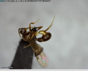  ( - YB-BCI123636)  @12 [ ] CreativeCommons - Attribution (2017) Yves Basset Smithsonian Tropical Research Institute
