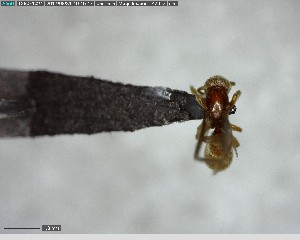  ( - YB-BCI147226)  @12 [ ] CreativeCommons - Attribution (2017) Yves Basset Smithsonian Tropical Research Institute