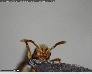  ( - YB-BCI147226)  @12 [ ] CreativeCommons - Attribution (2017) Yves Basset Smithsonian Tropical Research Institute