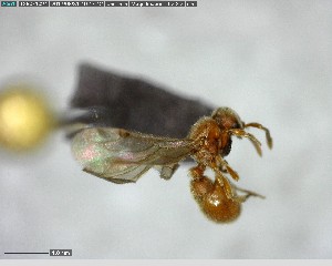  ( - YB-BCI147226)  @12 [ ] CreativeCommons - Attribution (2017) Yves Basset Smithsonian Tropical Research Institute