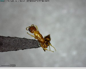  (Pseudomyrmex ADK8809 - YB-BCI144206)  @12 [ ] CreativeCommons - Attribution (2017) Yves Basset Smithsonian Tropical Research Institute