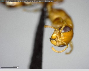  ( - YB-BCI144206)  @12 [ ] CreativeCommons - Attribution (2017) Yves Basset Smithsonian Tropical Research Institute