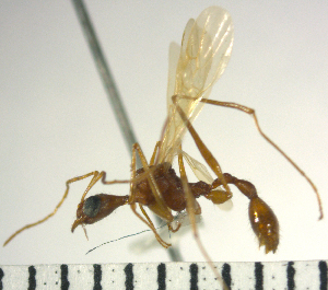  (Aphaenogaster sp1 - YB-BCI8784)  @11 [ ] No Rights Reserved  Unspecified Unspecified