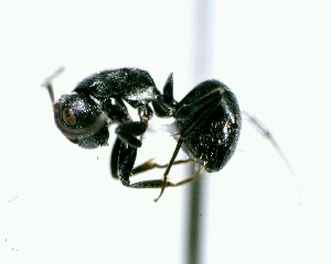  (Camponotus brasiliensis - MEKOU012600)  @13 [ ] CreativeCommons - Attribution (2013) David A. Donoso UTPL