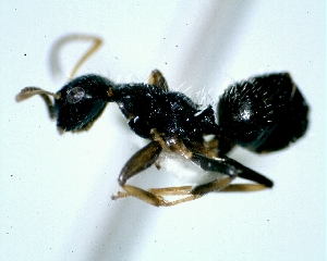  (Camponotus sanctaefidei - MEKOU012606)  @13 [ ] CreativeCommons - Attribution (2013) David A. Donoso UTPL