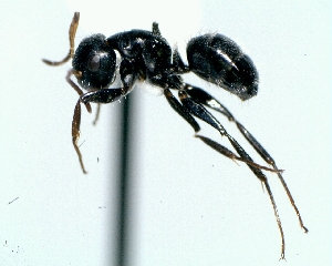 (Camponotus cuneidorsus - MEKOU012683)  @13 [ ] CreativeCommons - Attribution (2013) David A. Donoso UTPL