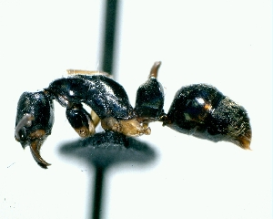  ( - MTM292A)  @11 [ ] CreativeCommons - Attribution (2013) David A. Donoso UTPL