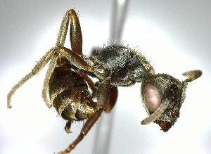  (Pseudomyrmex browni - YB-BCI124055)  @11 [ ] No Rights Reserved  Unspecified Unspecified