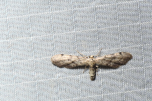  (Eupithecia sp. 2YB - YB-BCI189250)  @11 [ ] No Rights Reserved  Unspecified Unspecified