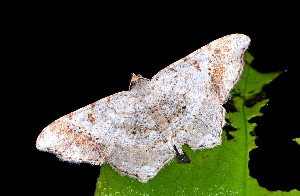  (Macaria sp. 6YB - YB-BCI189903)  @11 [ ] No Rights Reserved  Unspecified Unspecified