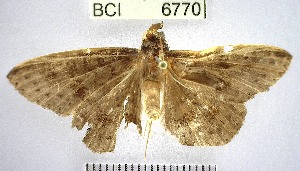  (Oxidercia sp. 1YB - YB-BCI6770)  @11 [ ] No Rights Reserved  Unspecified Unspecified