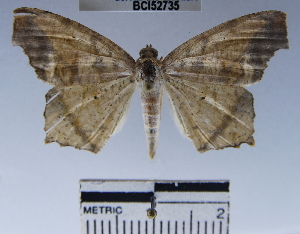  ( - YB-BCI52735)  @13 [ ] No Rights Reserved  Unspecified Unspecified