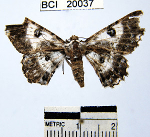  ( - YB-BCI20037)  @11 [ ] No Rights Reserved  Unspecified Unspecified