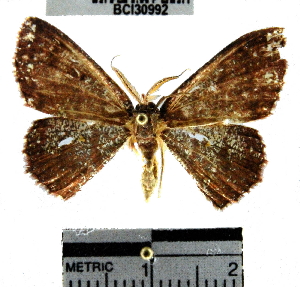  (Cyclophora sp. 2YB - YB-BCI30992)  @13 [ ] No Rights Reserved  Unspecified Unspecified
