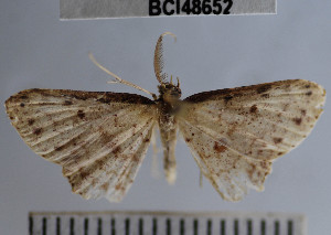  (Cyclophora sp. 1YB - YB-BCI48652)  @13 [ ] No Rights Reserved  Unspecified Unspecified