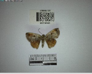  ( - YB-BCI194901)  @11 [ ] No Rights Reserved  Unspecified Unspecified
