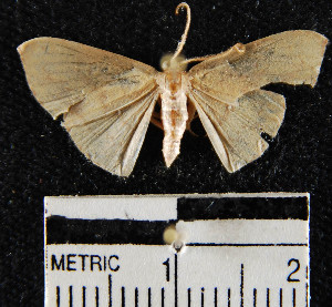 (Geometridae_incertae_sedis sp. 58YB - YB-BCI13926)  @13 [ ] No Rights Reserved  Unspecified Unspecified