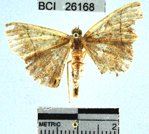  (Geometridae_incertae_sedis sp. 97YB - YB-BCI26168)  @11 [ ] No Rights Reserved  Unspecified Unspecified