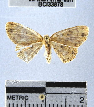  (Geometridae_incertae_sedis sp. 106YB - YB-BCI33878)  @11 [ ] No Rights Reserved  Unspecified Unspecified