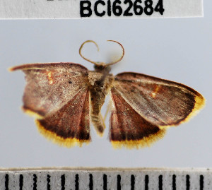 (Geometridae_incertae_sedis sp. 113YB - YB-BCI62684)  @11 [ ] No Rights Reserved  Unspecified Unspecified