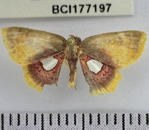  ( - YB-BCI177197)  @11 [ ] No Rights Reserved  Unspecified Unspecified