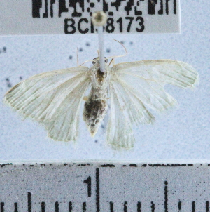  (Chloropteryx BioLep06 - YB-BCI38173)  @12 [ ] No Rights Reserved (2011) Unspecified Unspecified