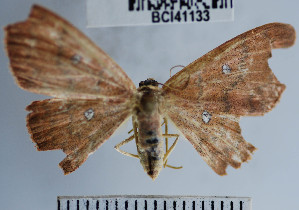  (Cyclophora sp. 3YB - YB-BCI41133)  @12 [ ] No Rights Reserved  Unspecified Unspecified