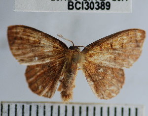  ( - YB-BCI30389)  @12 [ ] No Rights Reserved  Unspecified Unspecified