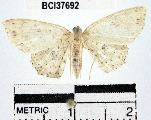  (Cyclophora Janzen264 - YB-BCI37692)  @14 [ ] No Rights Reserved  Unspecified Unspecified