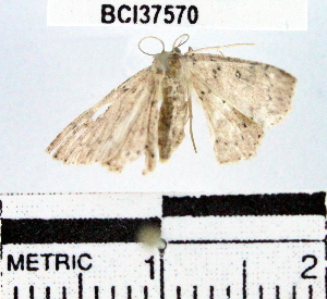  (Cyclophora sp. 4YB - YB-BCI37570)  @12 [ ] No Rights Reserved  Unspecified Unspecified
