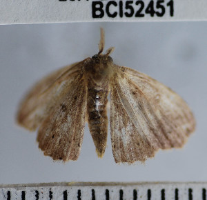  (Cyclophora sp. 5YB - YB-BCI52451)  @12 [ ] No Rights Reserved  Unspecified Unspecified