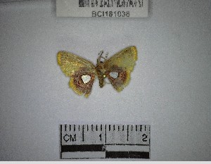  (Tricentra sp. 8YB - YB-BCI181038)  @11 [ ] No Rights Reserved  Unspecified Unspecified