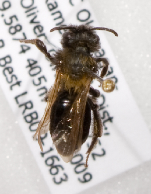  (Andrena misella - LRBBC1898)  @14 [ ] CreativeCommons - Attribution Non-Commercial Share-Alike (2010) L.R.Best York University