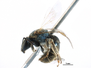 ( - CCDB-06716 B06)  @13 [ ] CreativeCommons - Attribution (2016) CBG Photography Group Centre for Biodiversity Genomics