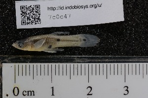  ( - INDOBIOSYS-CCDB25209-A11)  @11 [ ] CreativeCommons - Attribution Non-Commercial Share-Alike (2016) SNSB, Staatliche Naturwissenschaftliche Sammlungen Bayerns ZSM (SNSB, Zoologische Staatssammlung Muenchen)
