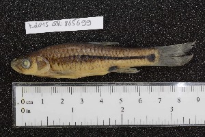  ( - INDOBIOSYS-CCDB25209-C12)  @11 [ ] CreativeCommons - Attribution Non-Commercial Share-Alike (2016) SNSB, Staatliche Naturwissenschaftliche Sammlungen Bayerns ZSM (SNSB, Zoologische Staatssammlung Muenchen)