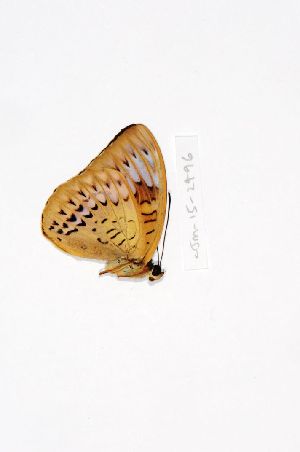  (Tanaecia coelebs - INDOBIOSYS-CCDB29039-H01)  @11 [ ] CreativeCommons - Attribution Non-Commercial Share-Alike (2016) SNSB, Staatliche Naturwissenschaftliche Sammlungen Bayerns ZSM (SNSB, Zoologische Staatssammlung Muenchen)