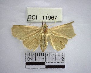  ( - YB-BCI11967)  @11 [ ] No Rights Reserved  Unspecified Unspecified