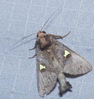  ( - YB-BCI184614)  @11 [ ] No Rights Reserved  Unspecified Unspecified